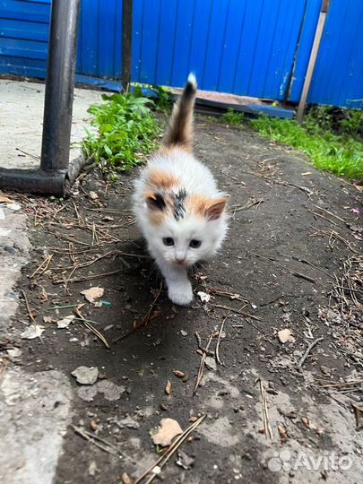 Отдам котёнка