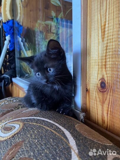 Котята в добрые руки бесплатно