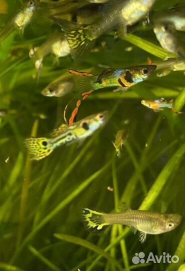 Рыбки, Креветки и Улитки