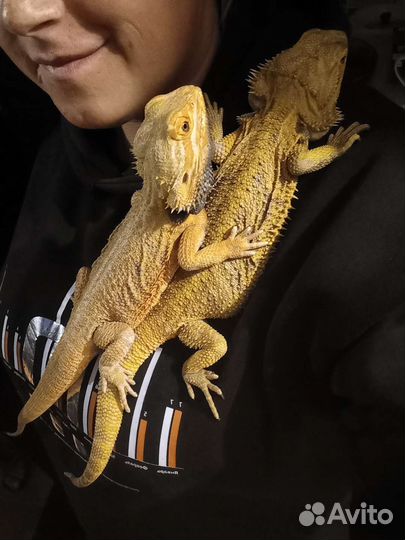 Передержка бородатой агамы (рептилий )
