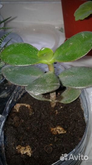 Растение: росток толстянка (крассула овальная)