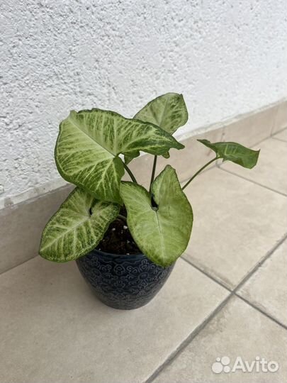 Сингониум фикус комнатные растения