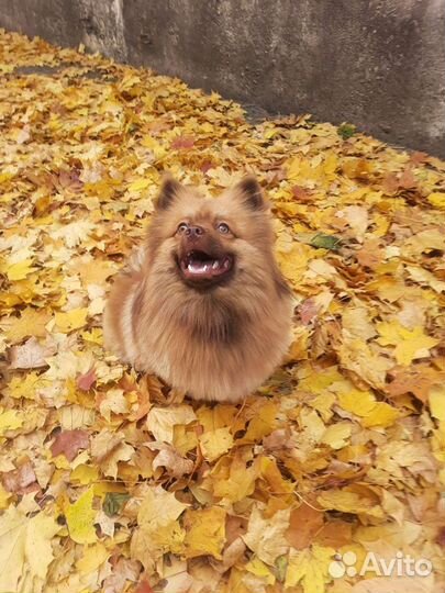 Померанский шпиц вязка