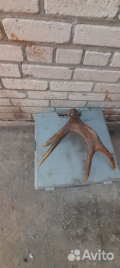 Рог оленя весь 1кг400грам