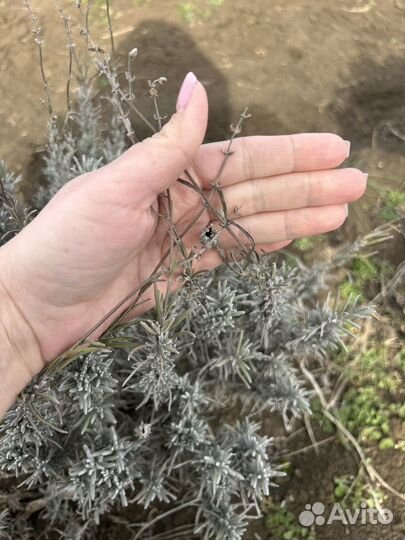 Саженцы лаванды узколистной