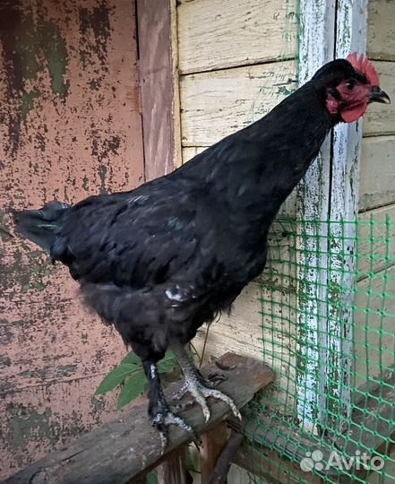 Молодые петухи