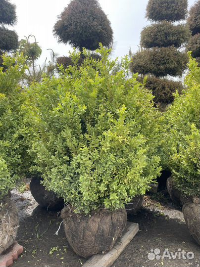 Саженцы самшита 80-100см берем предзаказ