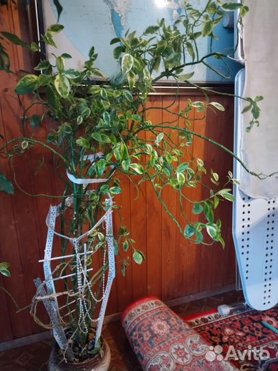 Комнатные цветы -Алоэ-вера