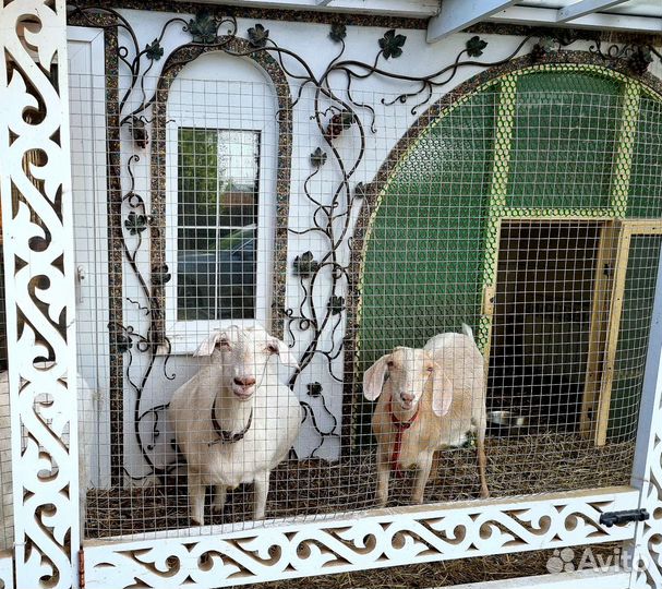 Козье молоко