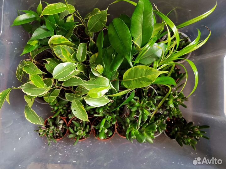 Суккуленты, фикусы