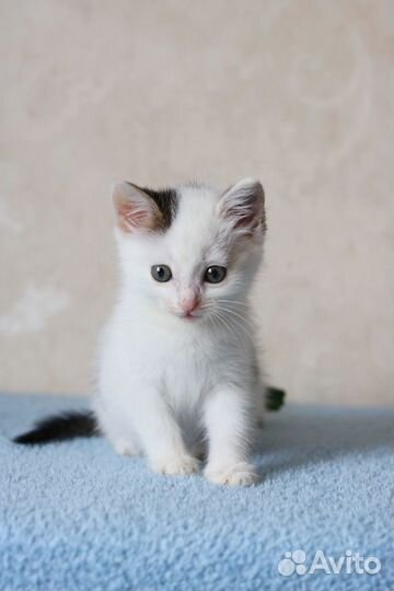 Ласковый котенок