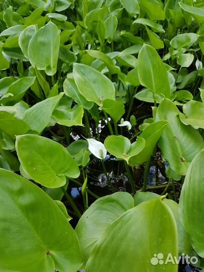 Калла болотная (Белокрыльник)