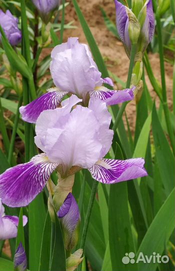 Ирисы