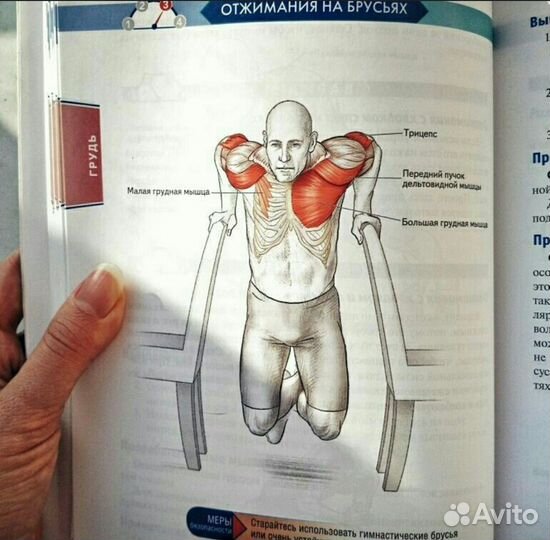 Анатомия силовых упражнений Брет Контрерас