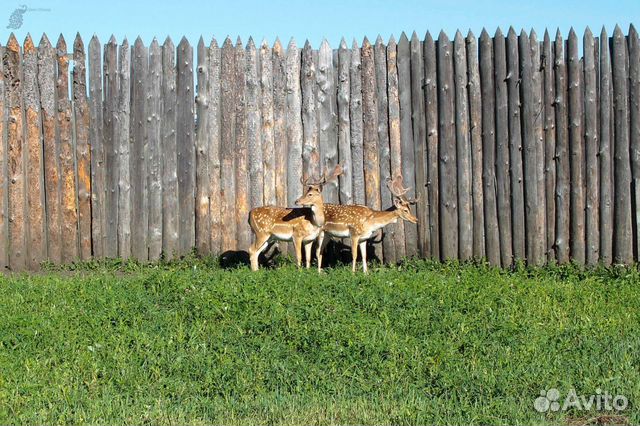 Олени, лани, маралы купить в Санкт-Петербурге | Животные и зоотовары ...