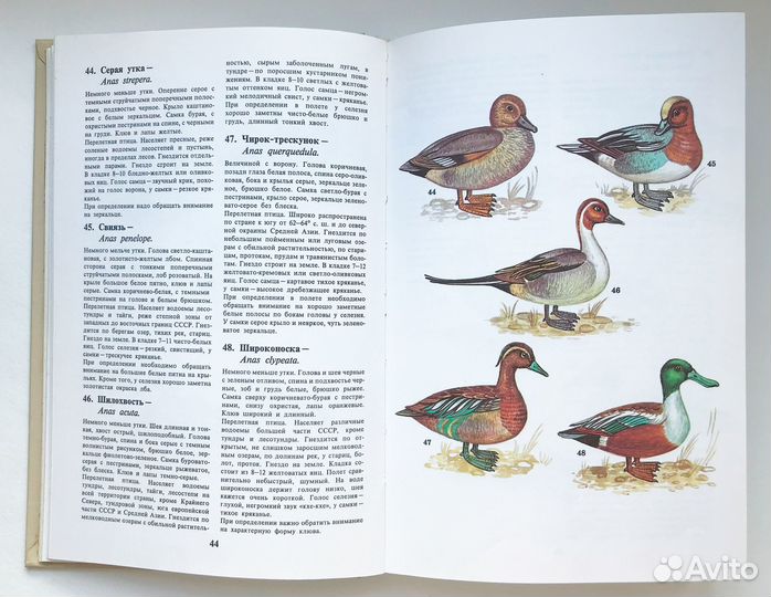 Школьный Атлас - определитель птиц. Храбрый В.М