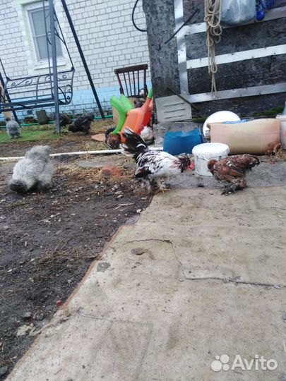 Петушки бентамки