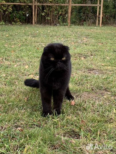 Отдам кота в добрые руки