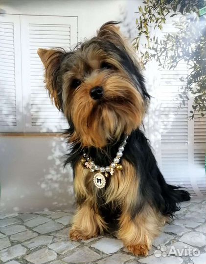 Йоркширский терьер