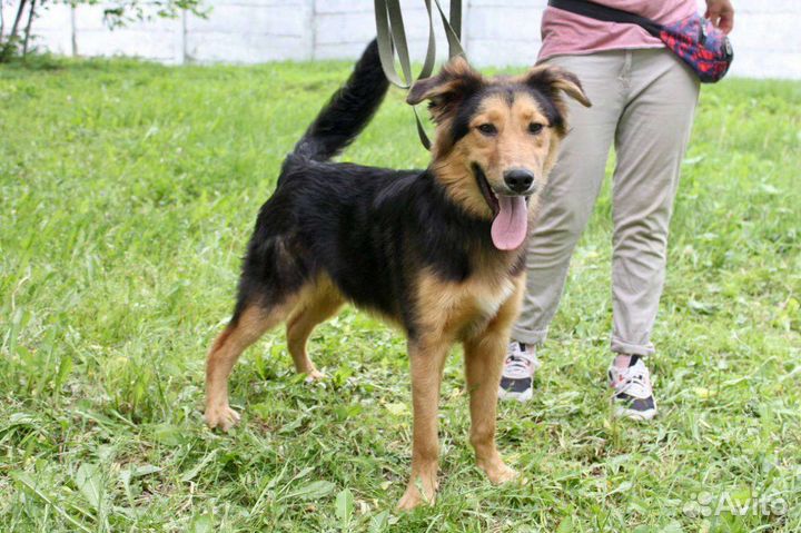 Собаки бесплатно