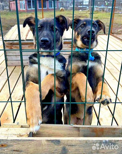 Отдам в добрые руки