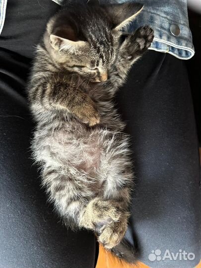 Котята бесплатно