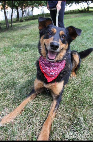 Собака в добрые руки