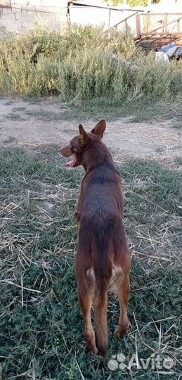 Продаю щенков породы келпи от рабочих родителей