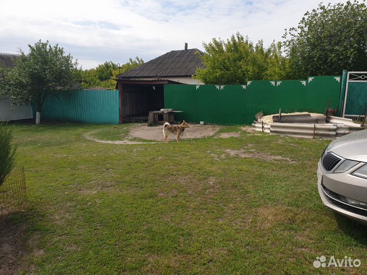 Собака в добрые руки бесплатно