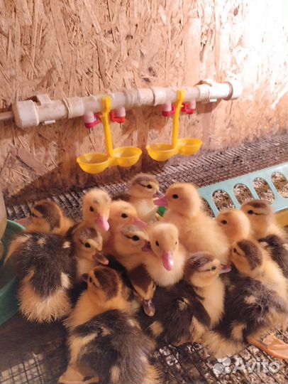 Продаю индоутят,15 штук