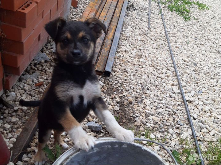 Собачки в добрые руки