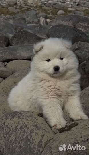 Самоедская лайка щенки