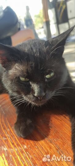 Котик бесплатно