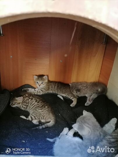 Котята в добрые руки