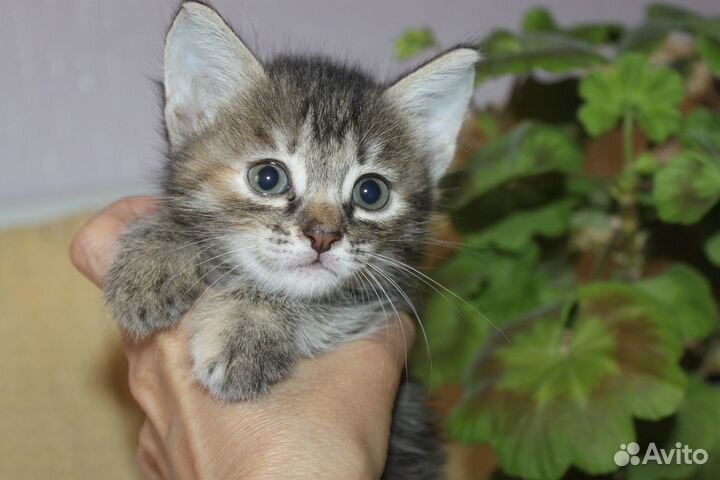 Маленькая девочка