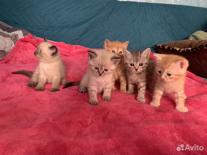 Котята британцы помесь.на бронь