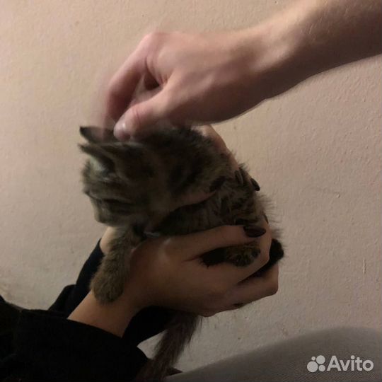 Котенок в добрые руки