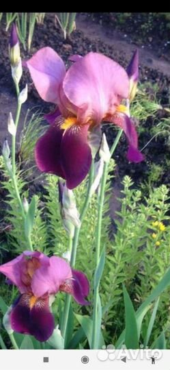 Ирисы, хосты примулы