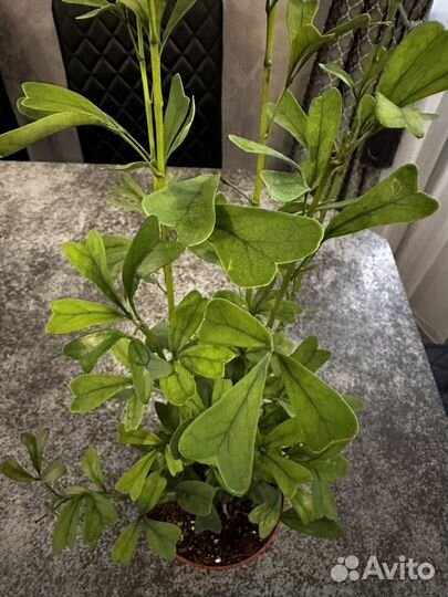 Комнатные растения, филодендрон,дифенбахия