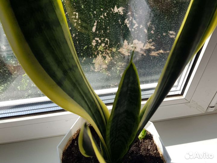 Сансевиерия лауренти с детками