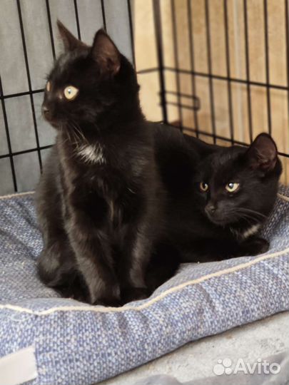 Мини пантерики в добрые руки