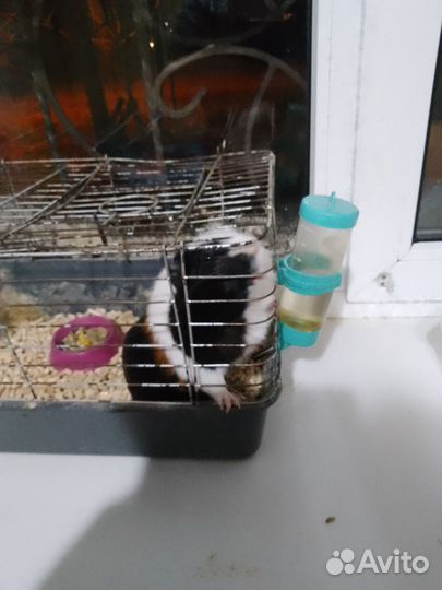 Морская свинка