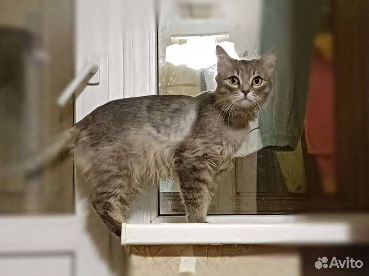 Кошка подстриженная частично в добрые руки