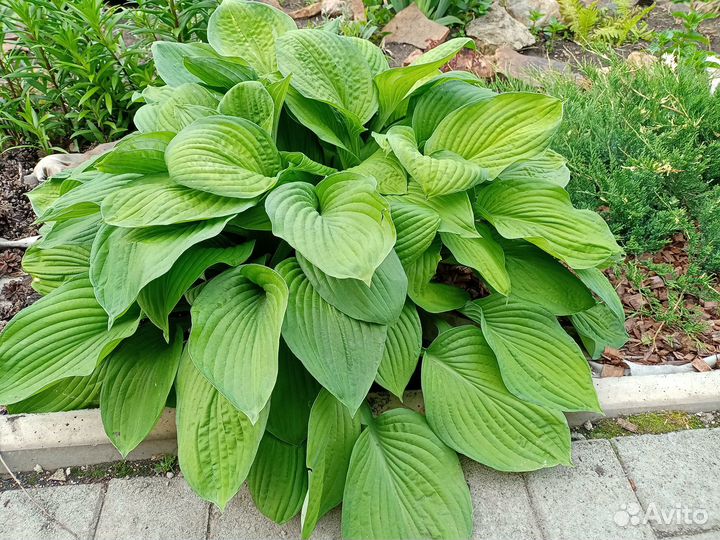 Многолетники садовые