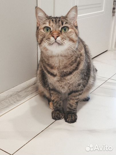 Умерла хозяйка