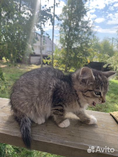 Котенок девочка бесплатно