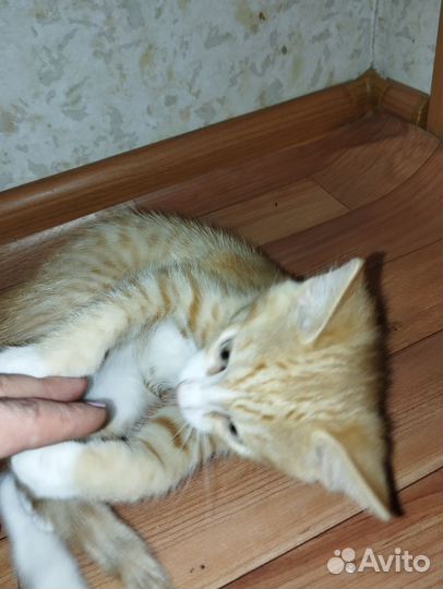 Бесплатно отдам котика в добрые руки