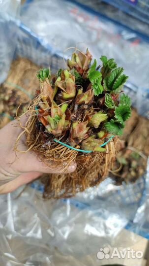 Рассада клубники фриго