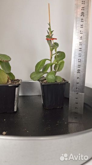 Домашние цветы каланхоэ куропатка