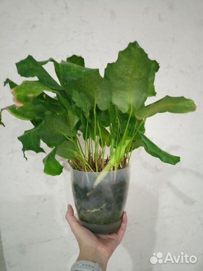 Калатея нетворк